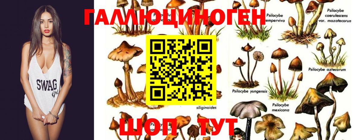 Псилоцибиновые грибы GOLDEN TEACHER  Вход с VPN  магазин продажи   Учалы  Псилоцибиновые грибы мицелий 